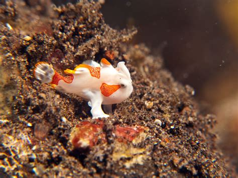 frog fish .
